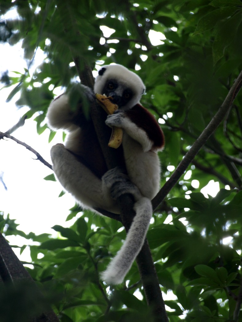 Croc Farm - Coquerel's sifaka