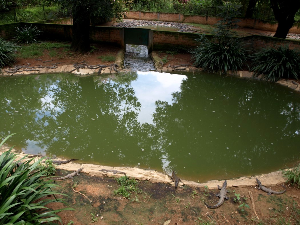 Croc Farm - Crocodile enclosure