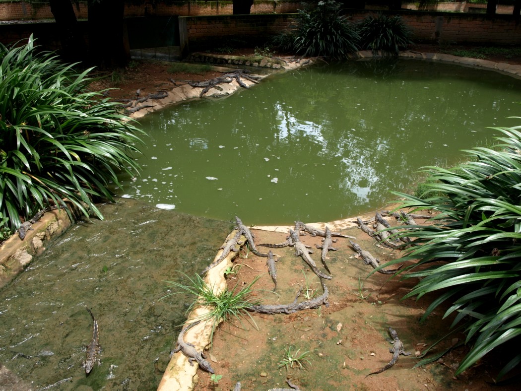 Croc Farm - Crocodile enclosure