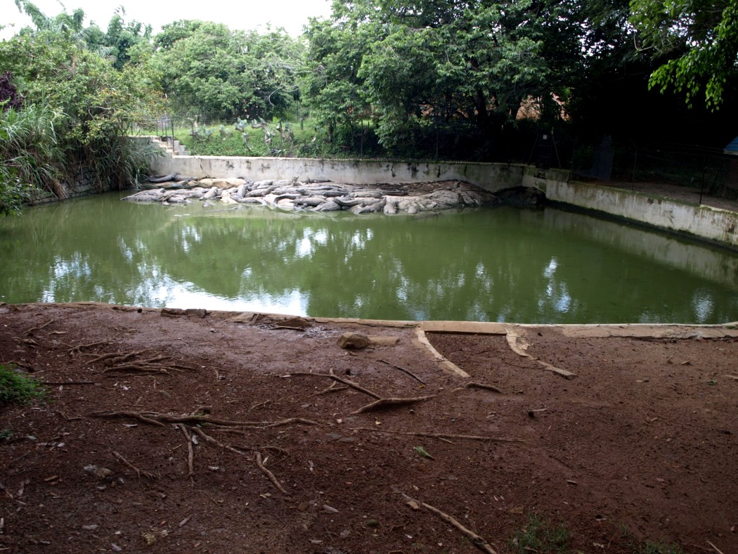 Croc Farm - Crocodile enclosure