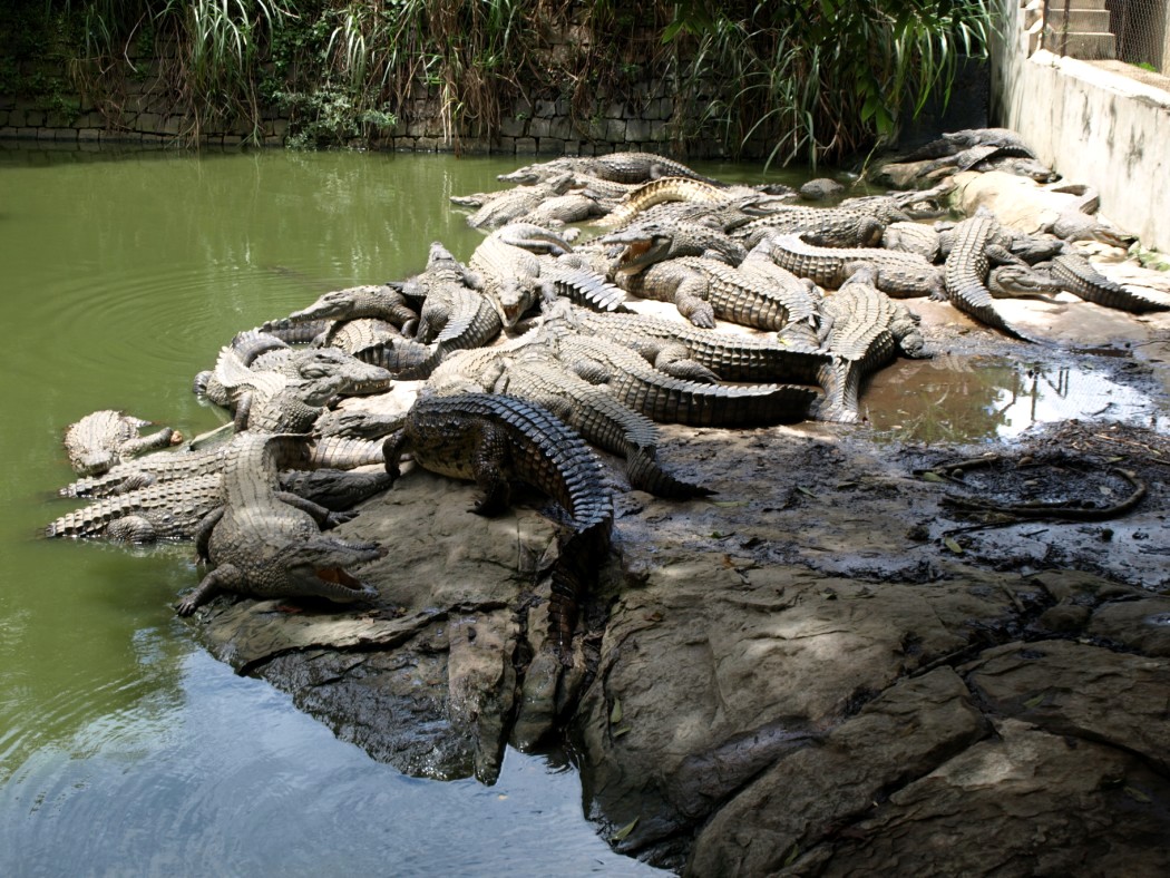 Croc Farm - Crocodile enclosure