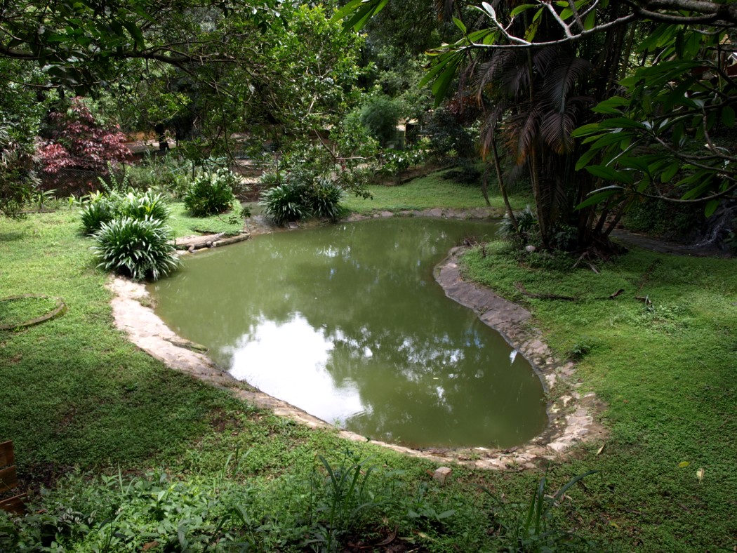 Croc Farm - Crocodile exhibit