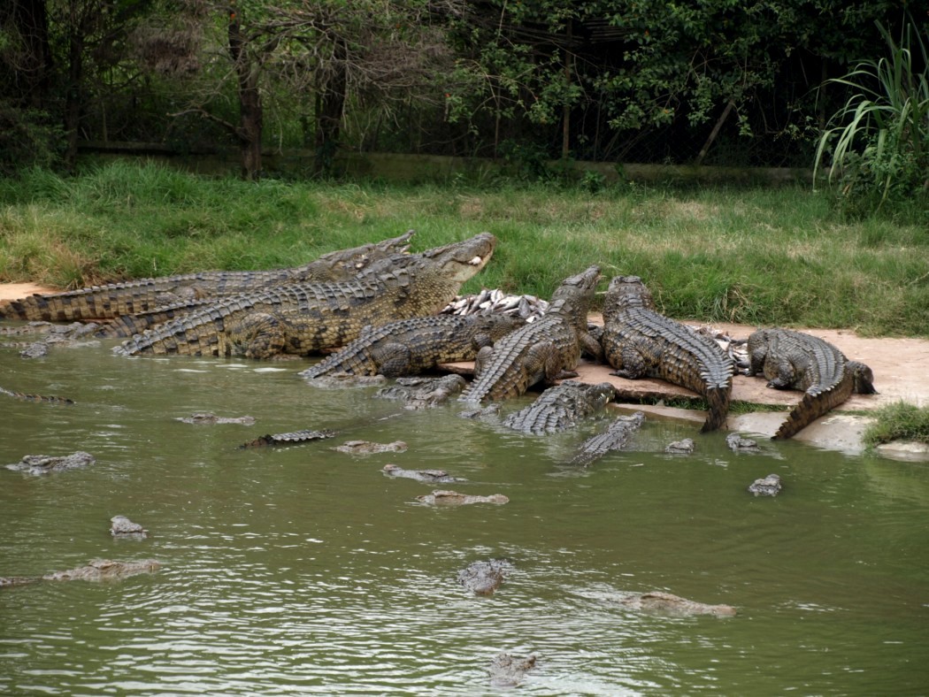 Croc Farm - Crocodile feeding time