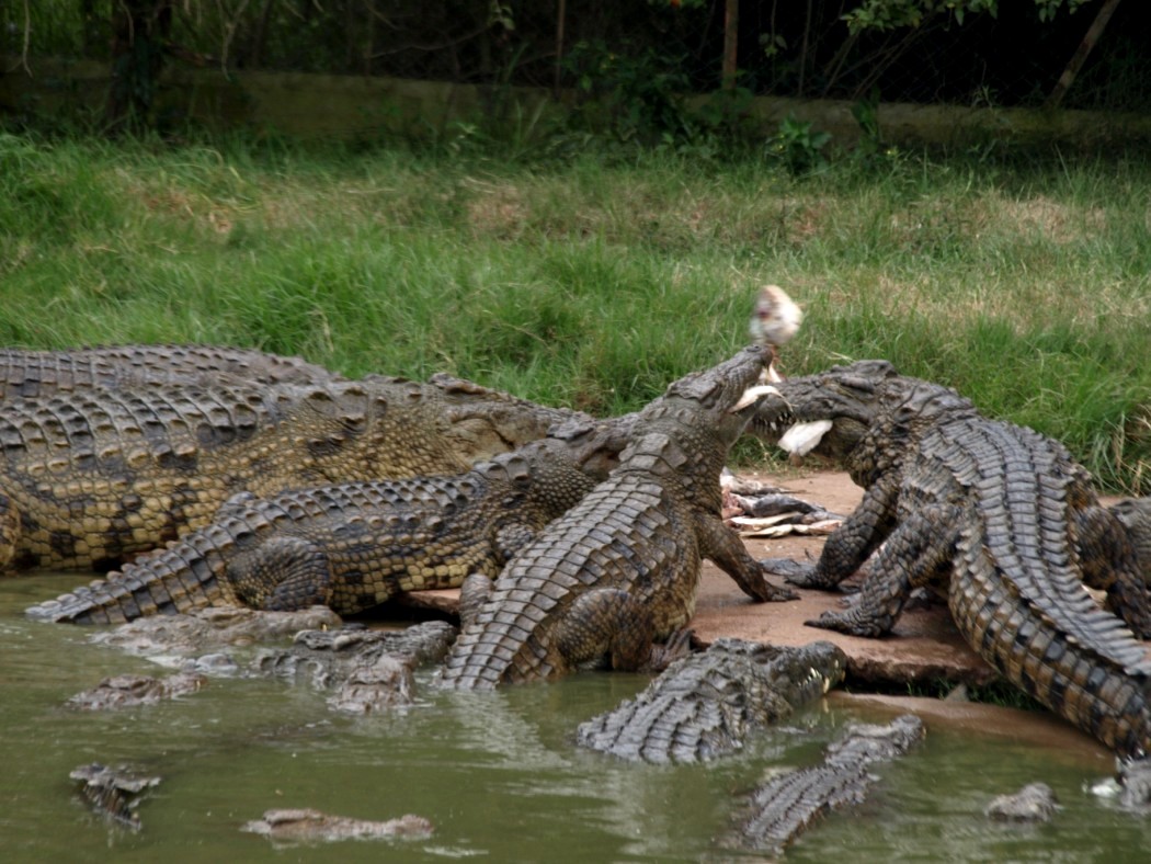Croc Farm - Crocodile feeding time