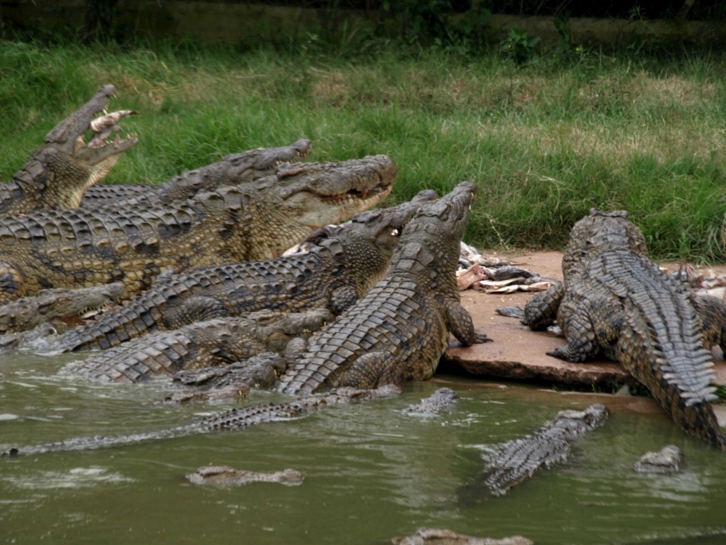 Croc Farm - Crocodile feeding time