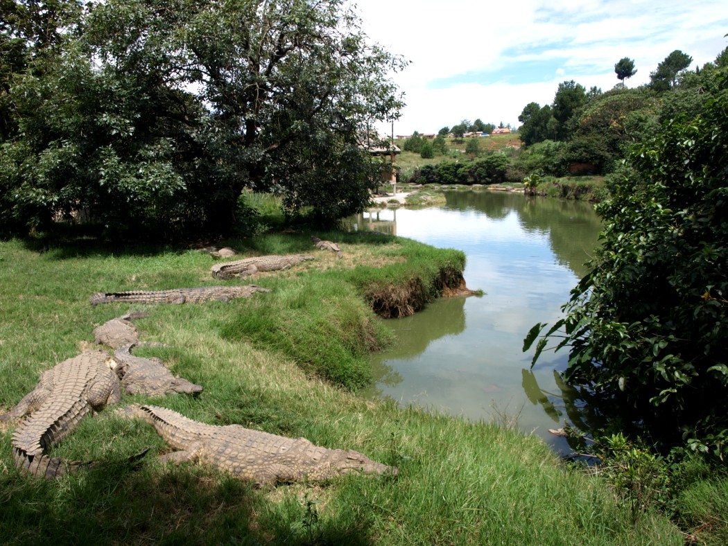 Croc Farm - Crocodile Lake