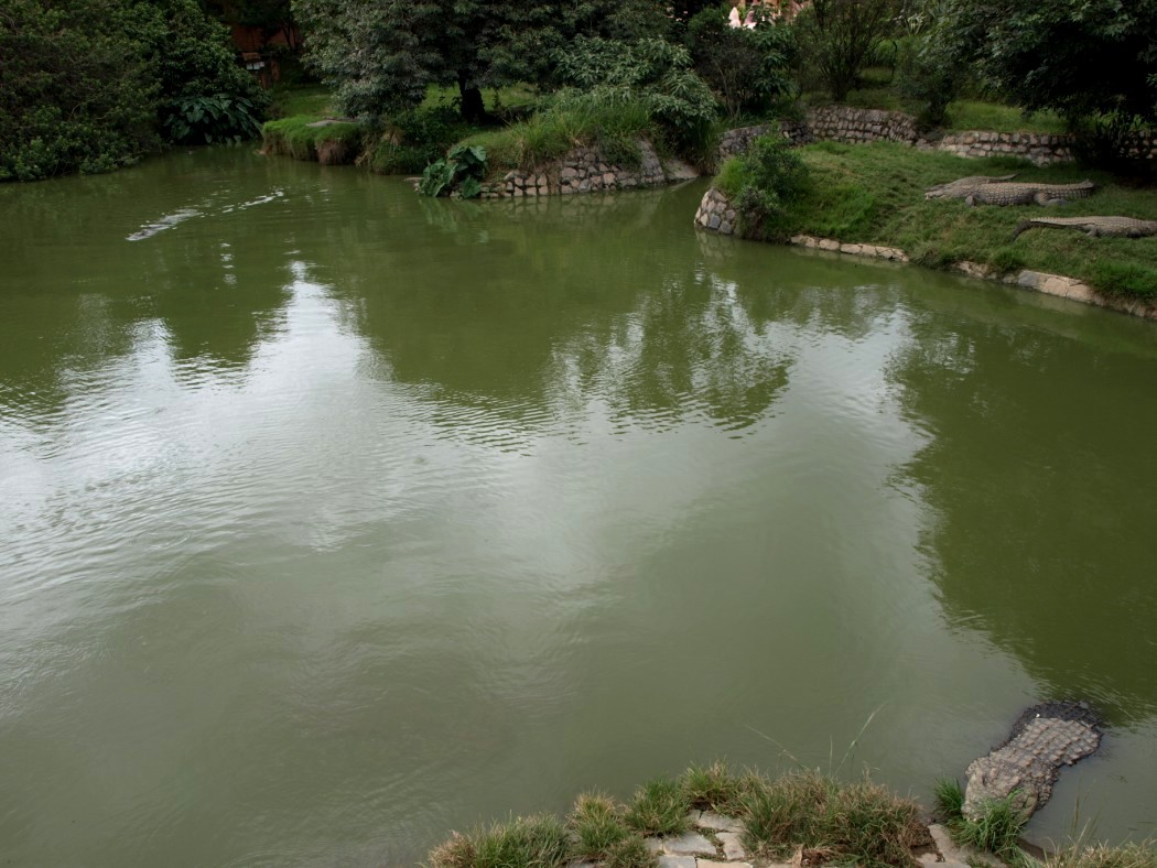 Croc Farm - Crocodile Lake