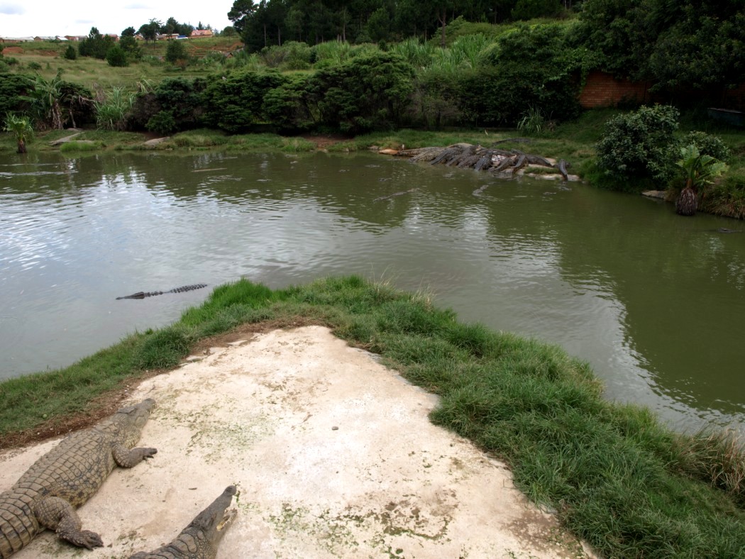 Croc Farm - Crocodile Lake