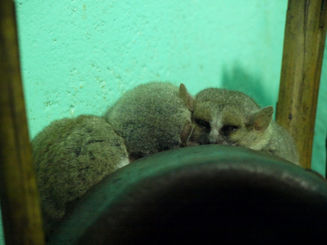 Croc Farm - Grey mouse lemurs