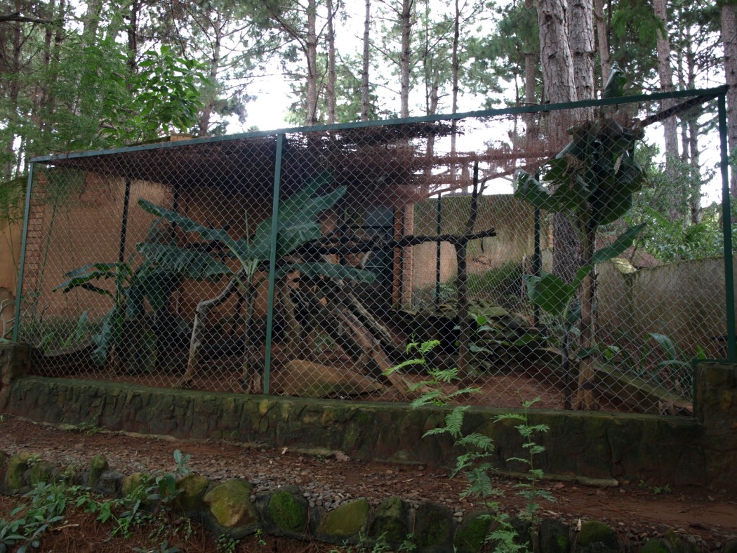 Croc Farm - Indian civet exhibit