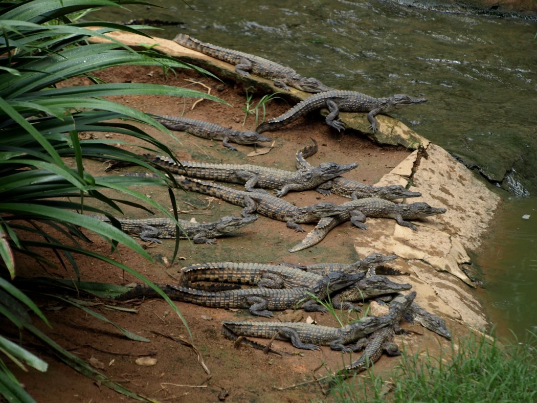Croc Farm - Juvenile crocodiles