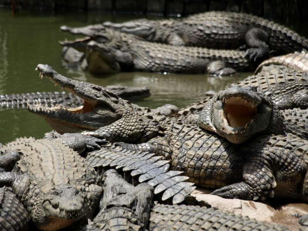 Croc Farm - Nile crocodiles