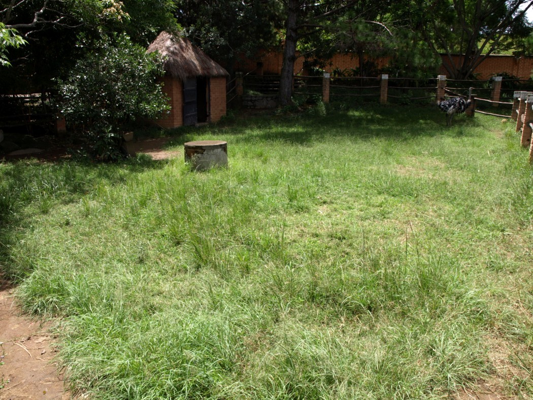 Croc Farm - Ostrich exhibit