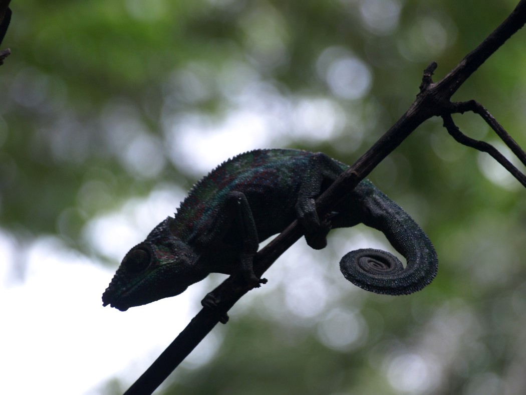 Croc Farm - Panther chameleon