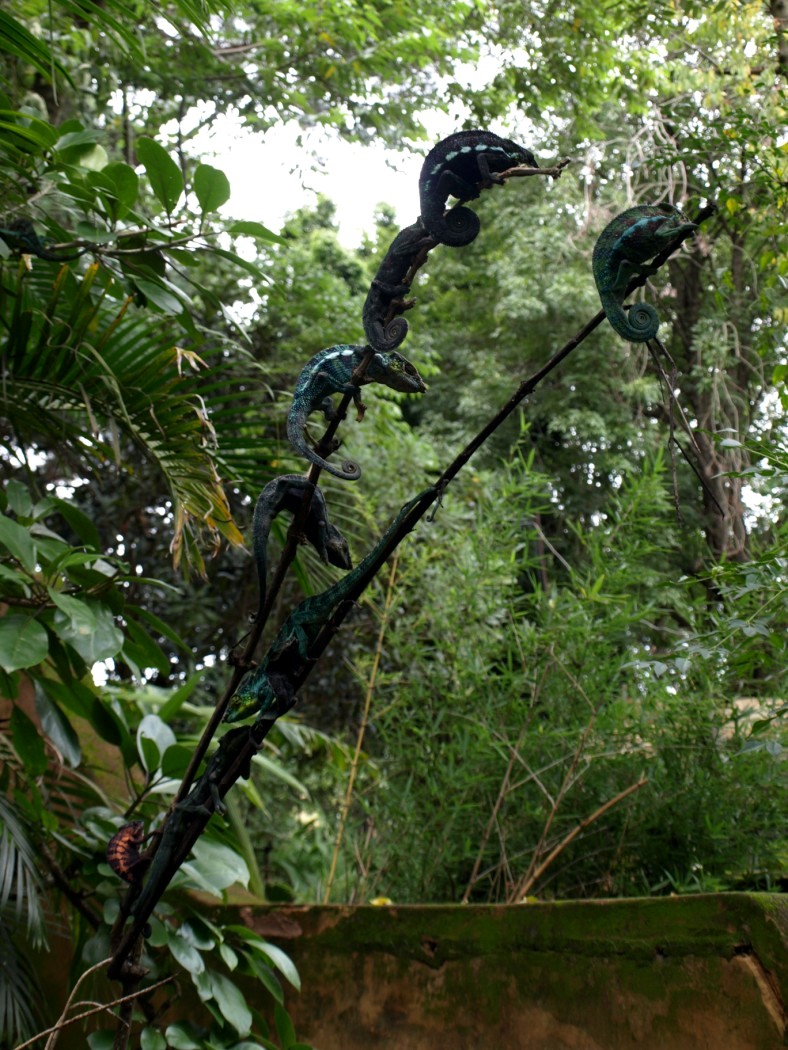 Croc Farm - Panther chameleons