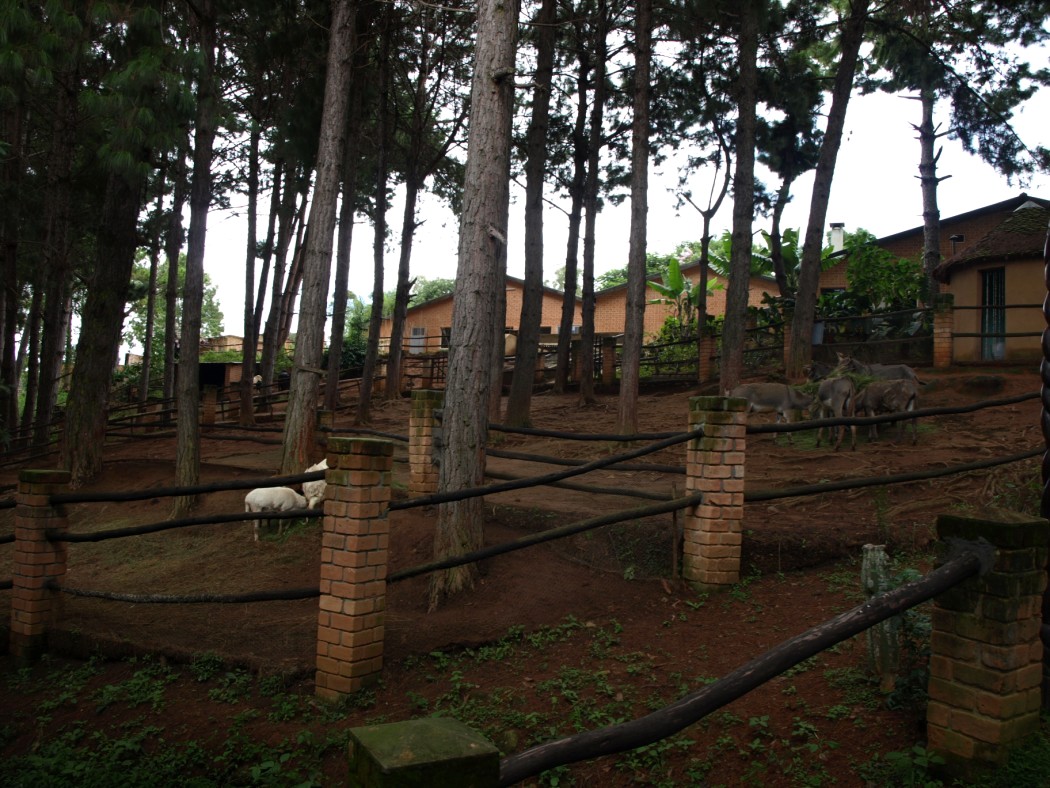 Croc Farm - Petting Zoo