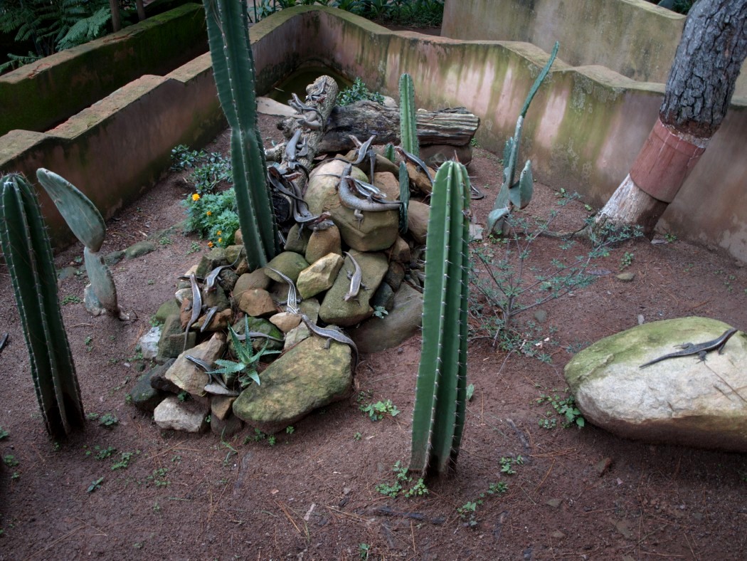 Croc Farm - Plated lizard exhibit