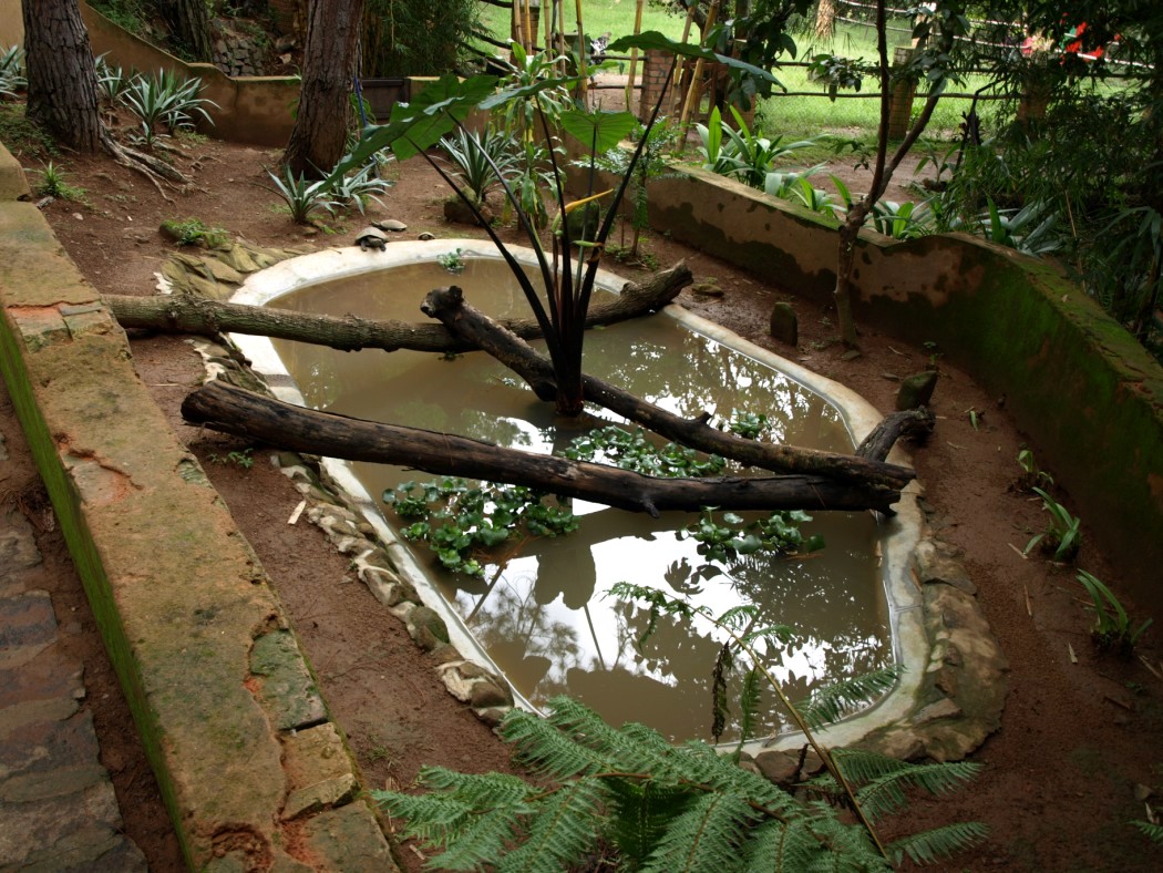 Croc Farm - River turtle exhibit