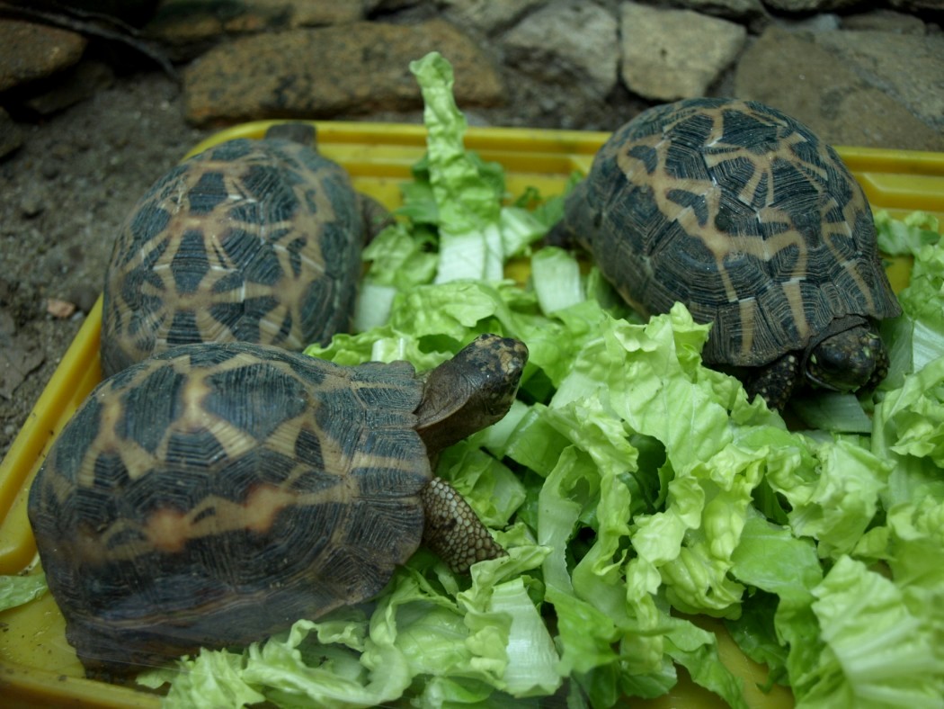 Croc Farm - Spider tortoises