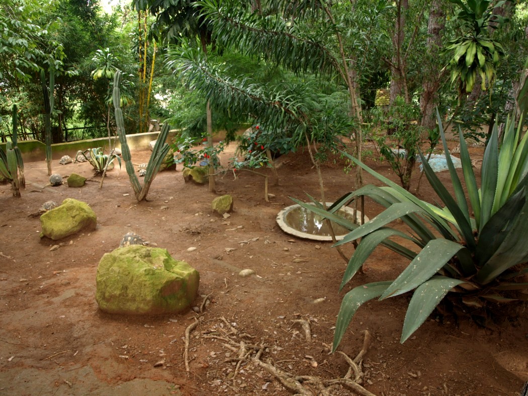 Croc Farm - Spiny Forest