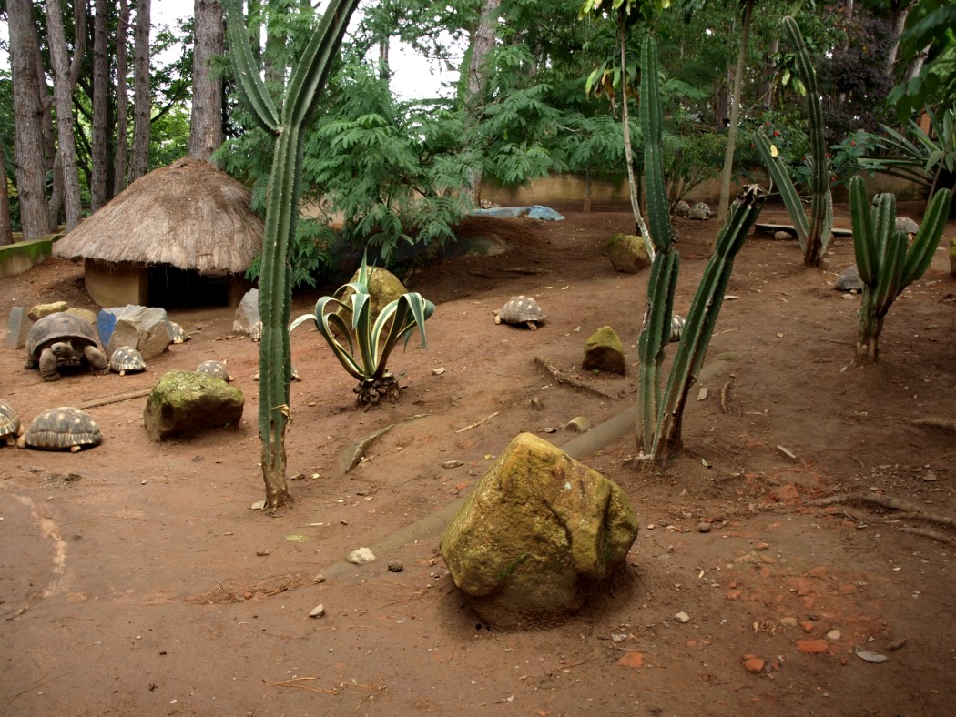 Croc Farm - Spiny Forest