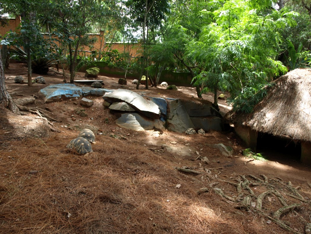 Croc Farm - Spiny Forest