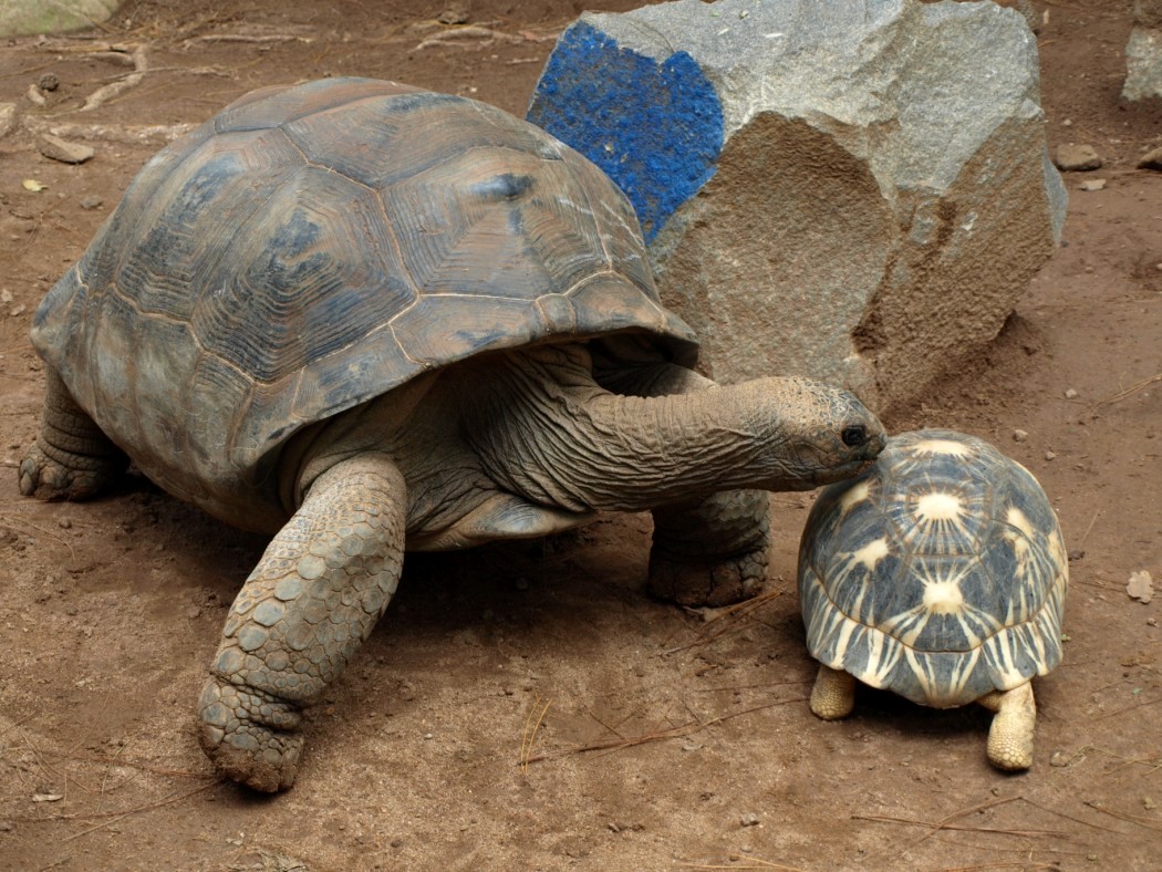 Croc Farm - Tortoises in Spiny Forest