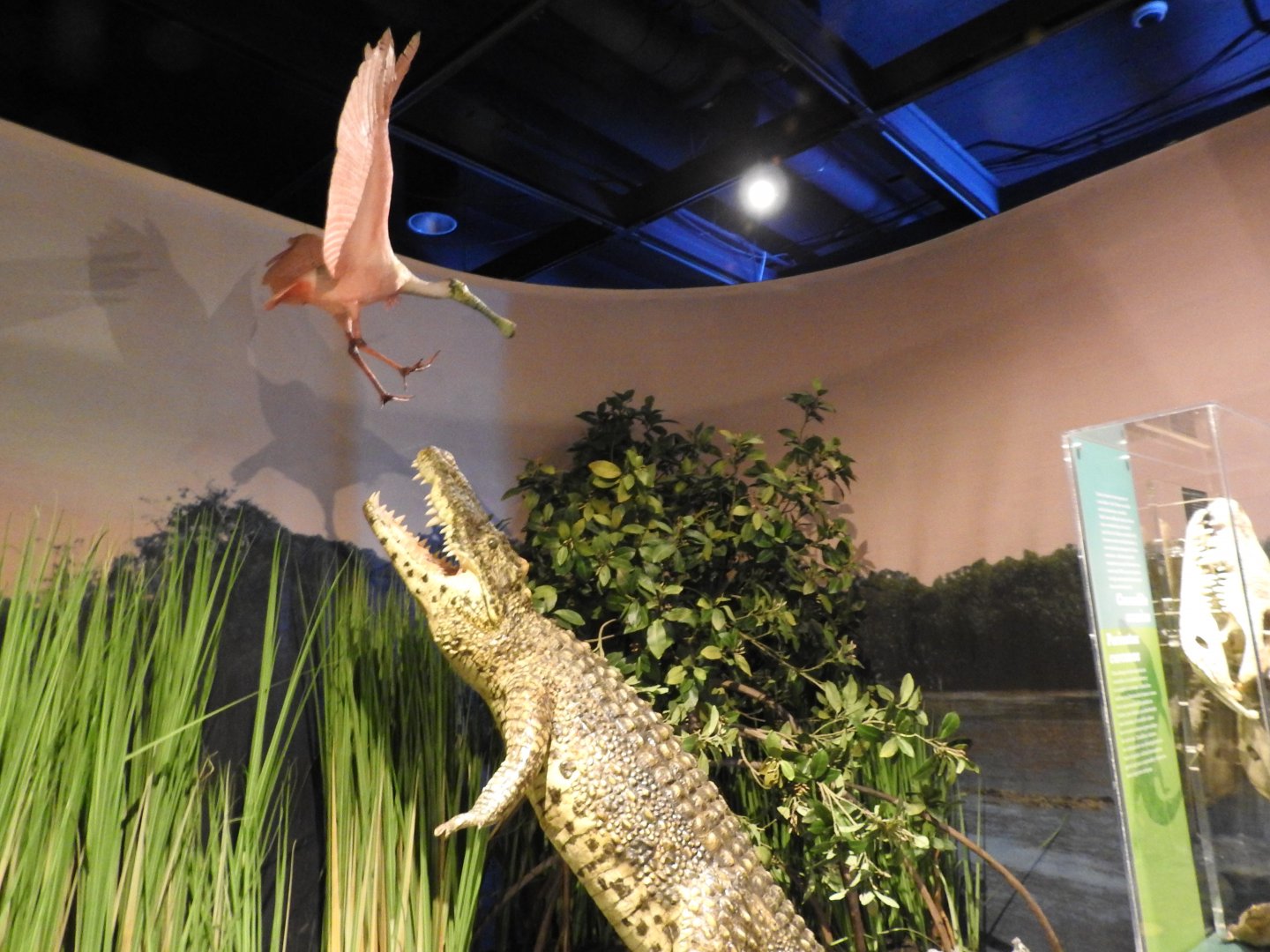 Croc Jumping at Spoonbill Replica