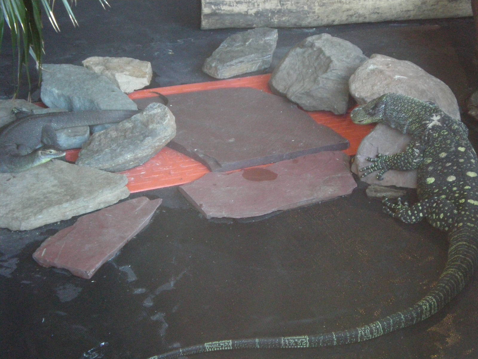 Croc Monitor Mertens Water Monitor - Staten Island Zoo JAN08 II