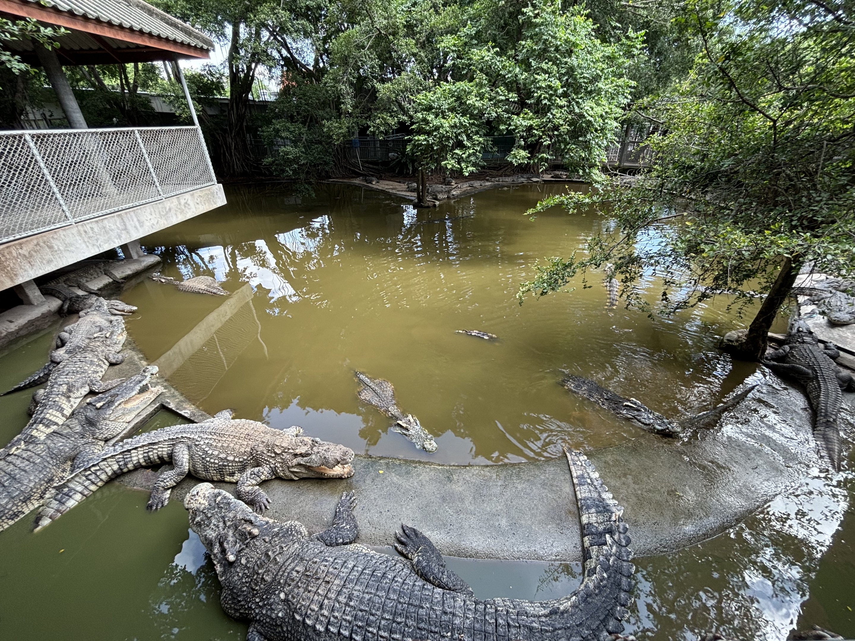 Croc Pool