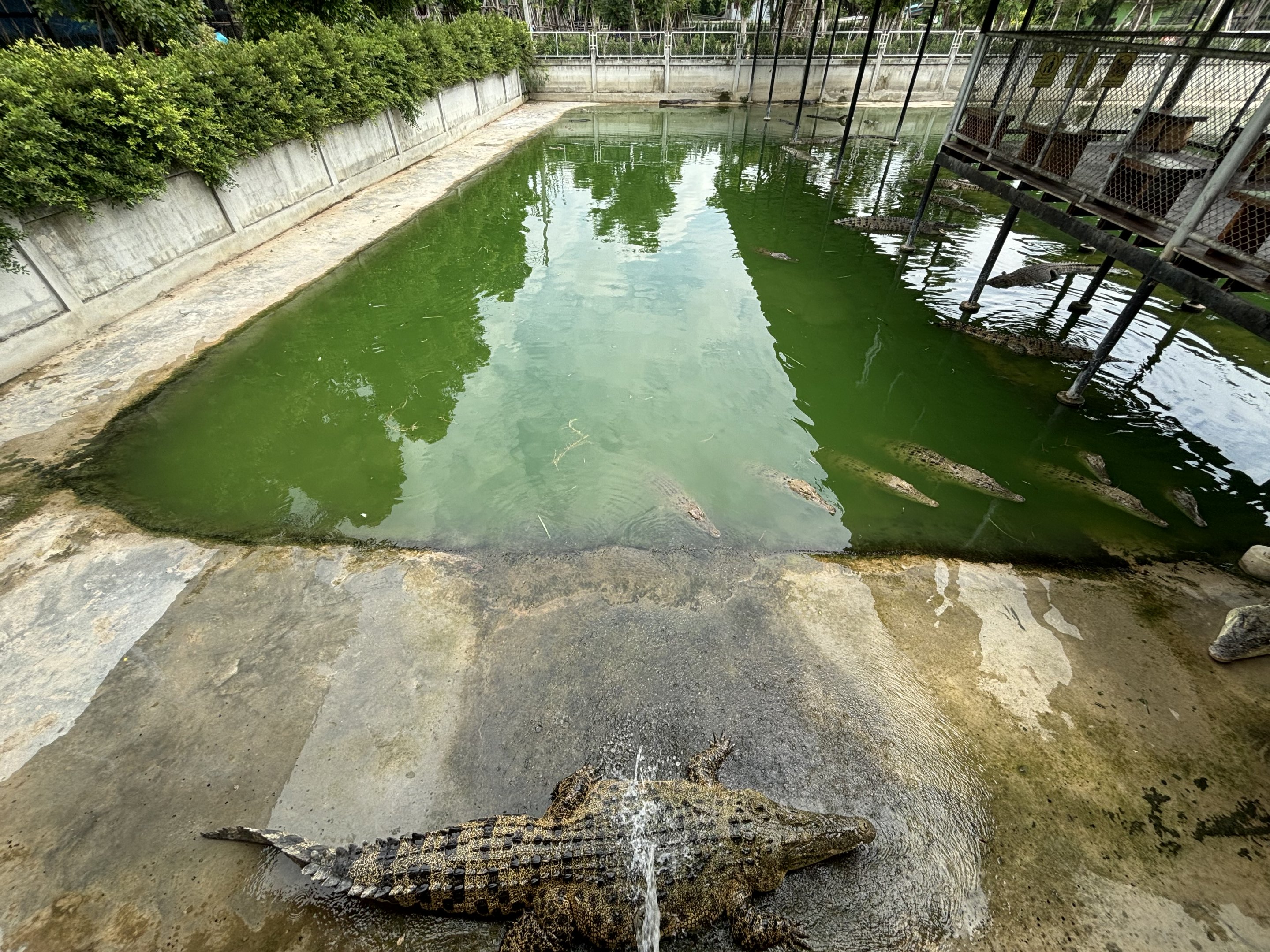 Croc Pools Zone - Lion Park