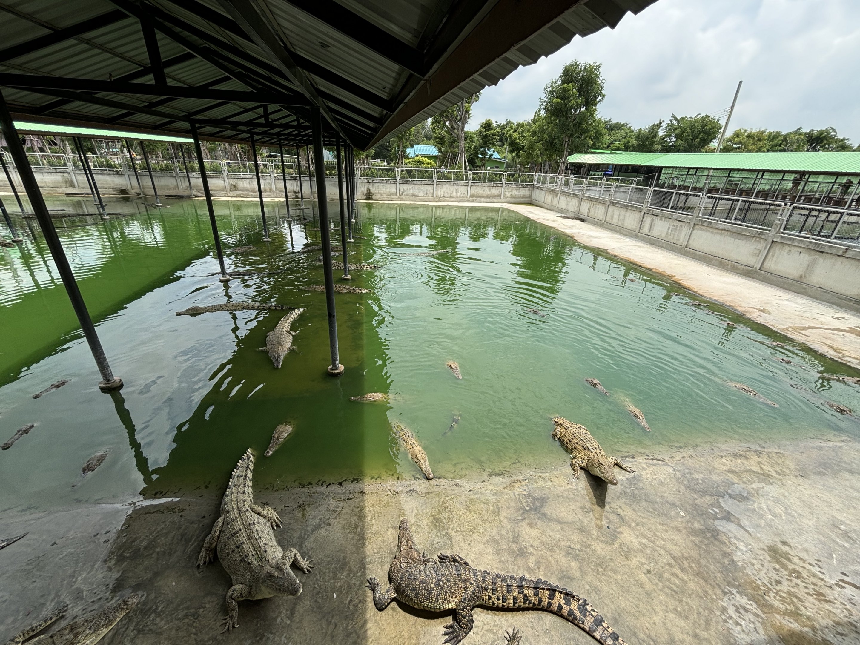 Croc Pools Zone - Lion Park