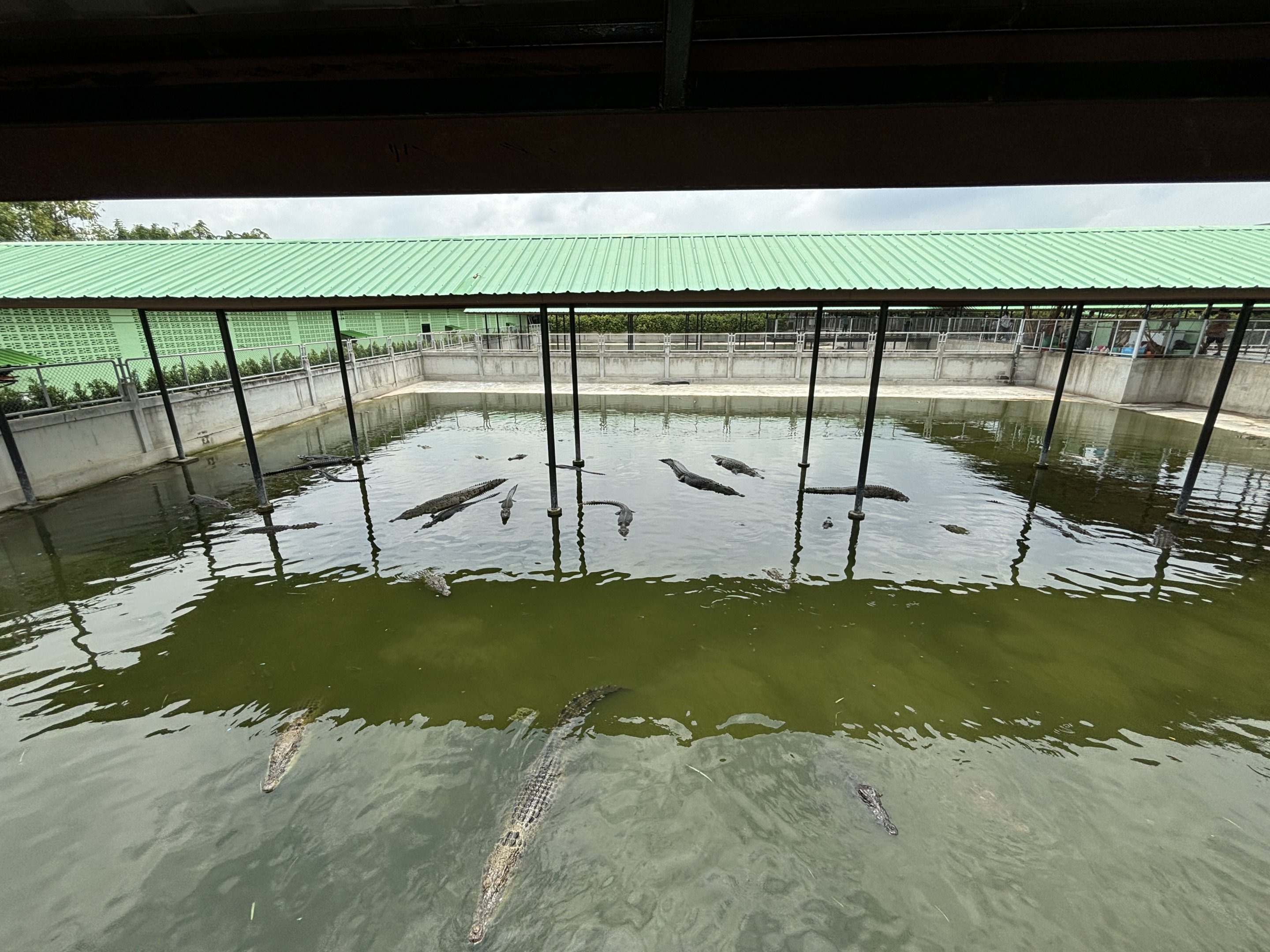 Croc Pools Zone - Lion Park
