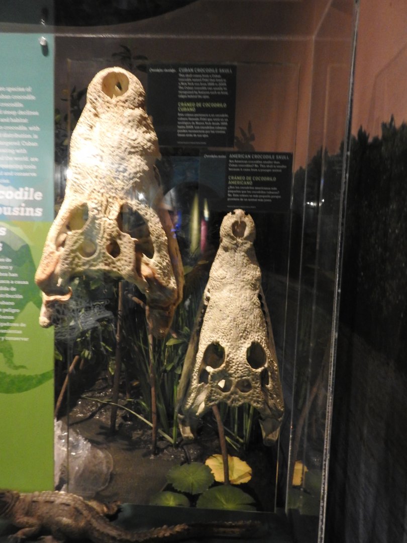 Croc Skulls