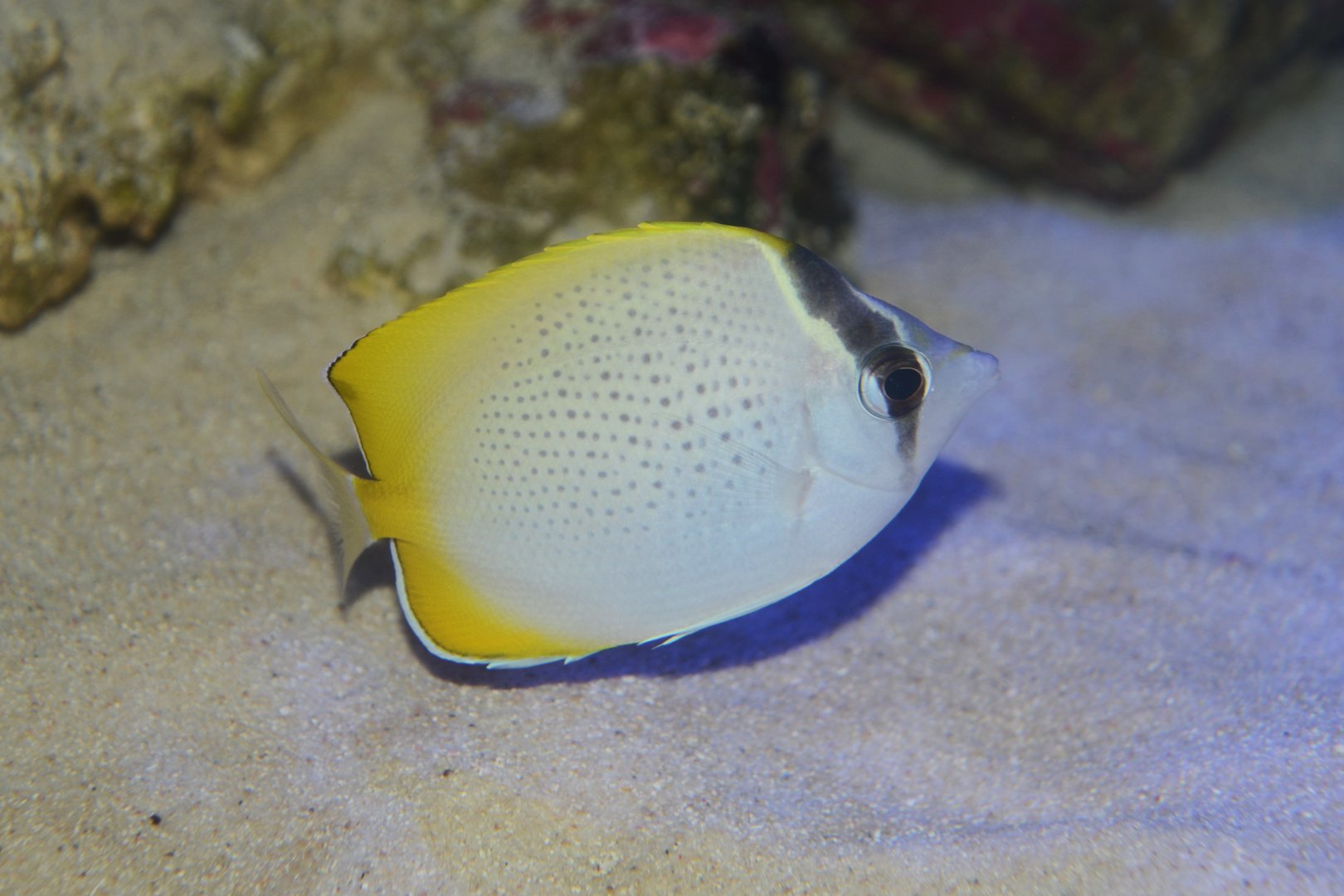 Crochet butterflyfish (Chaetodon guentheri)