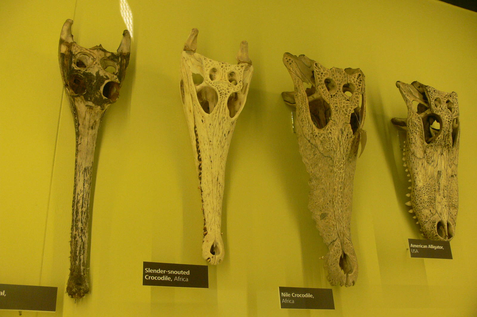 Crocodilan Display at Manchester Museum, 07/01/15
