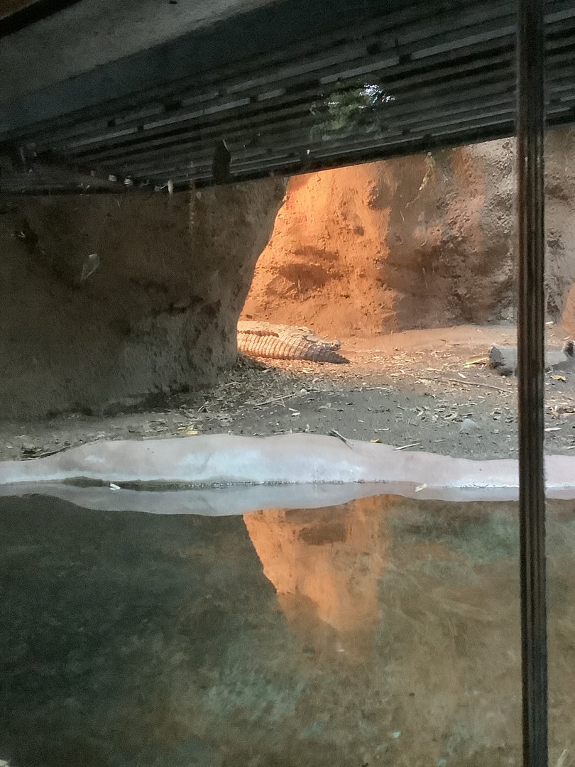 Crocodile 10/7/21