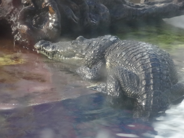 Crocodile - Acuario interactivo de Cancún