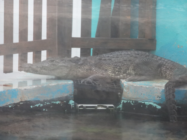 Crocodile - Acuario interactivo de Cancún