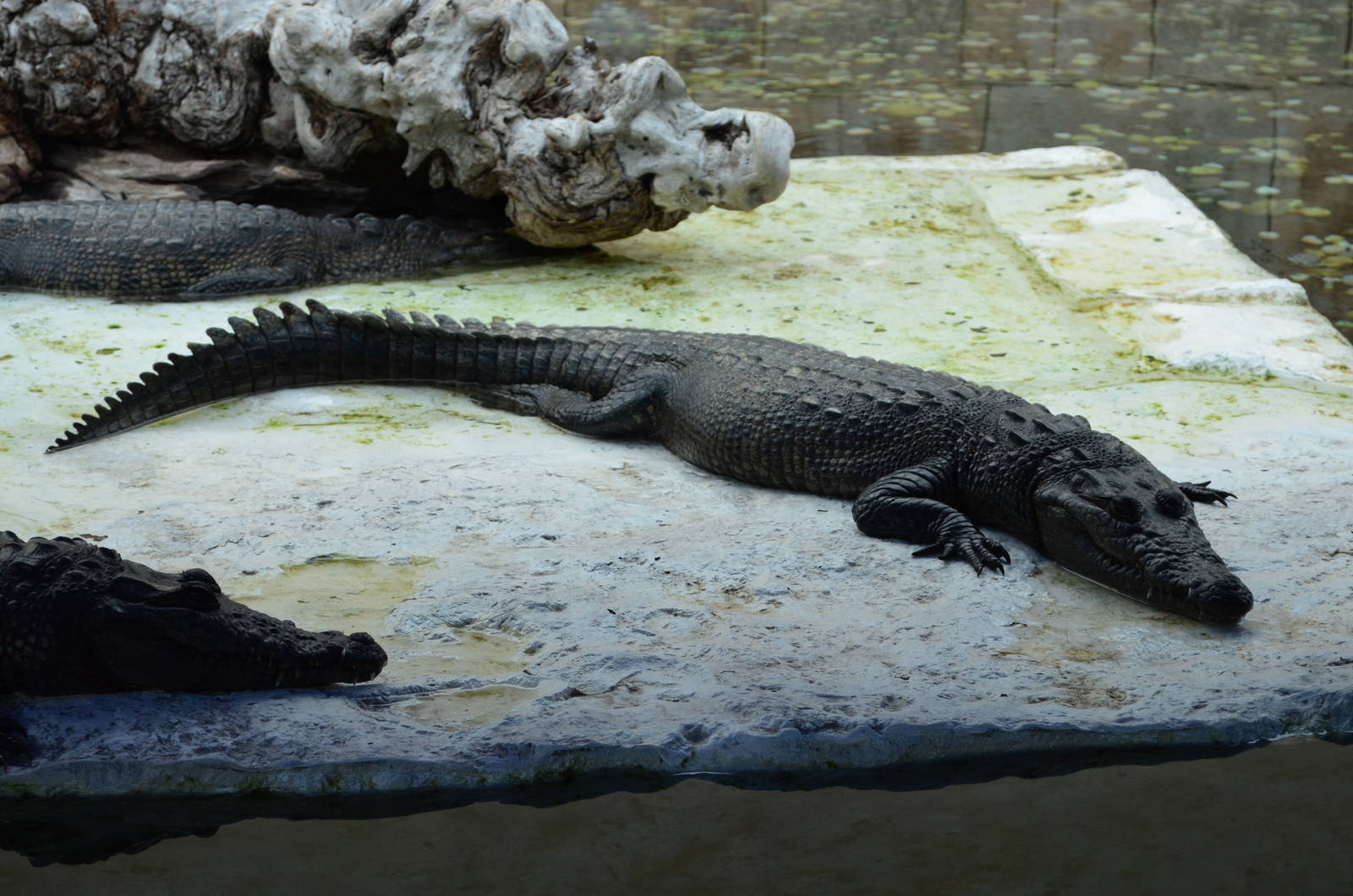 Crocodile/alligator ID