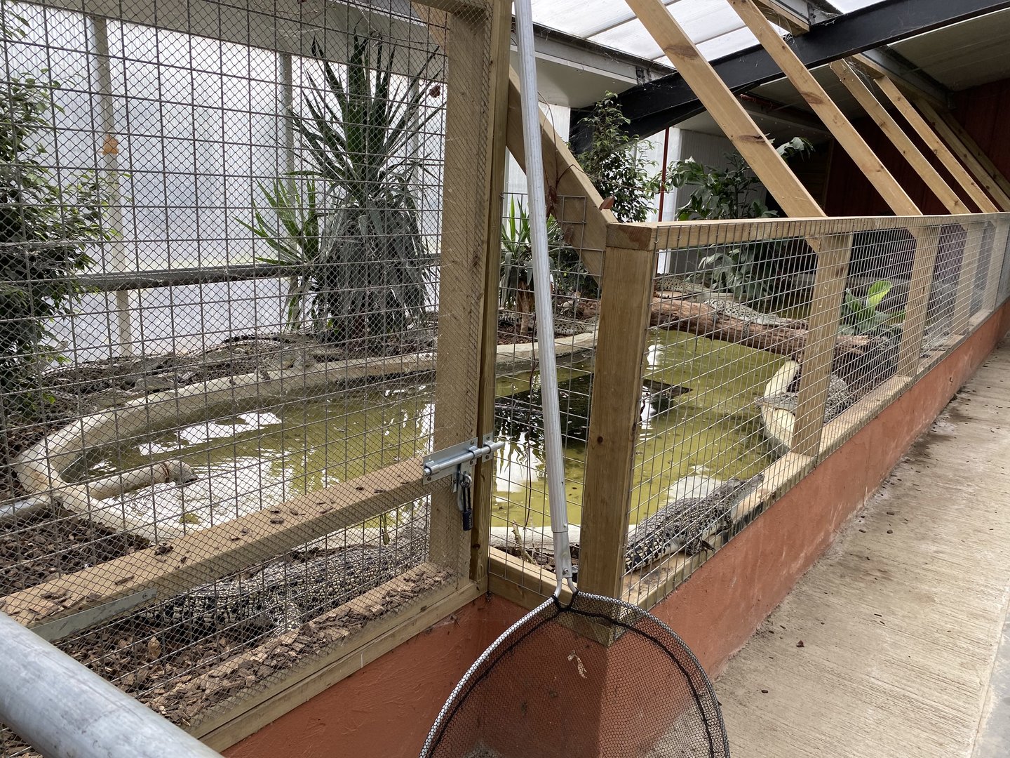 Crocodile / Alligator nursery, Johnsons of Oldhurst, UK