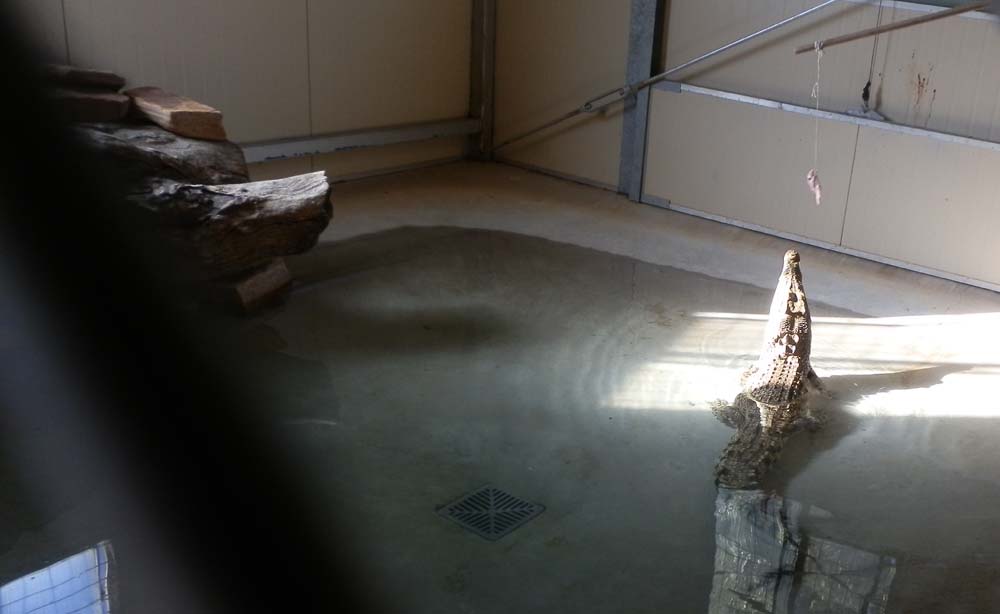 Crocodile and alligator house