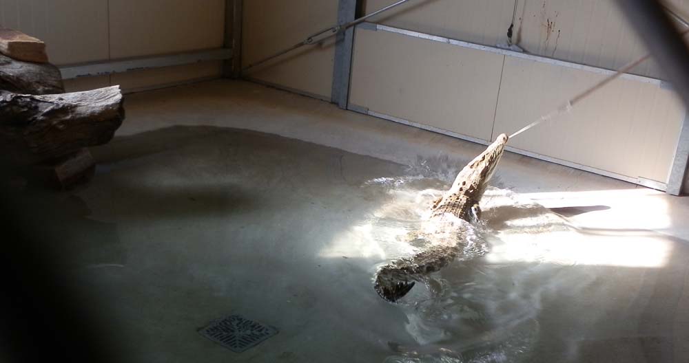 Crocodile and alligator house