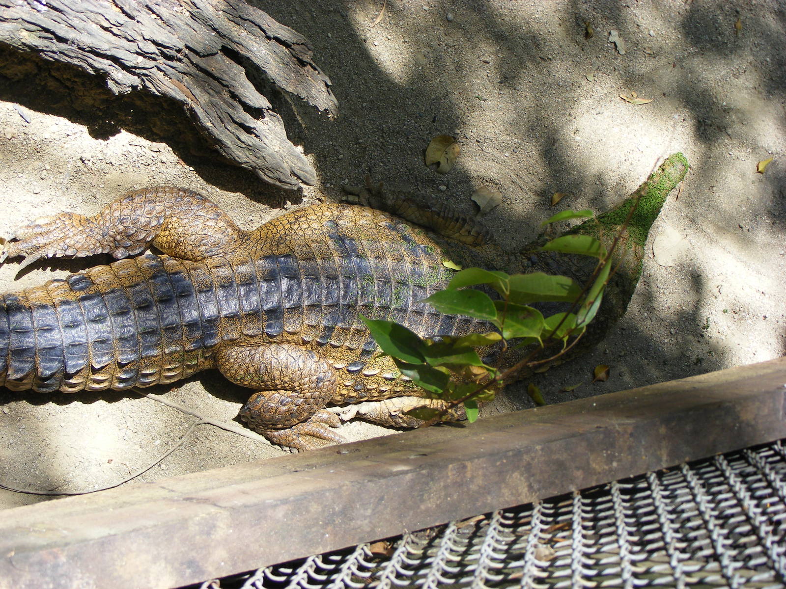 Crocodile - April, 2009