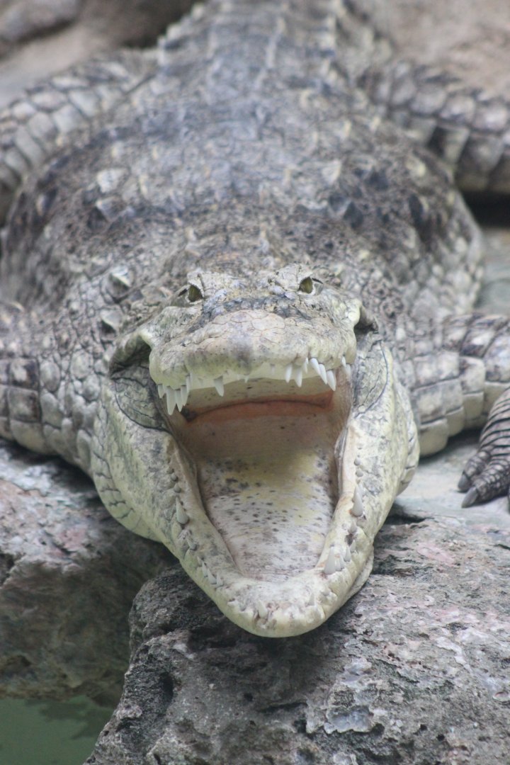 Crocodile at Philadelphia Zoo