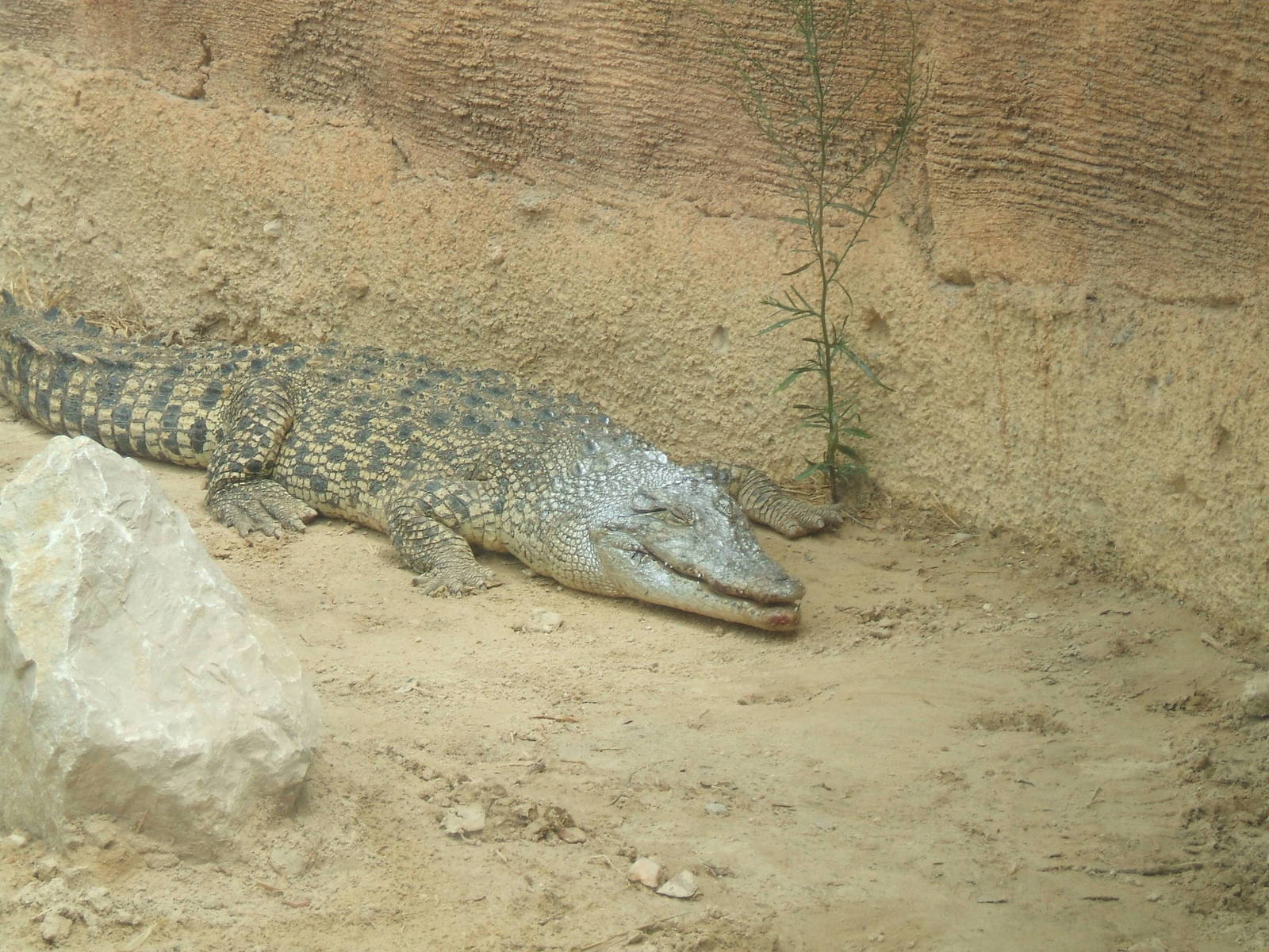 Crocodile at Terra Natura