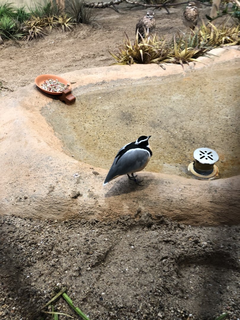 Crocodile Bird and Cape Thick-Knees