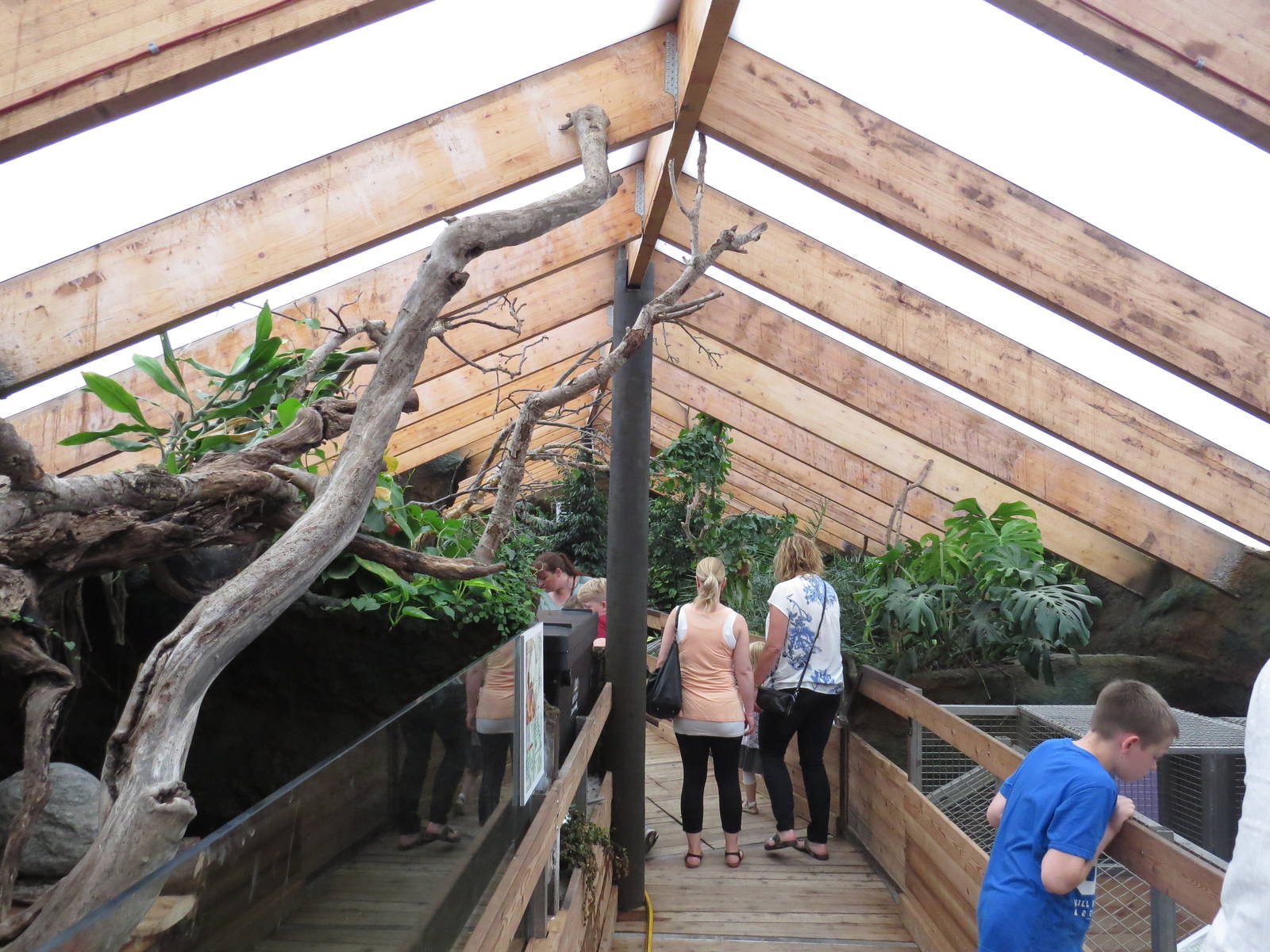 Crocodile boardwalk, June 2015.