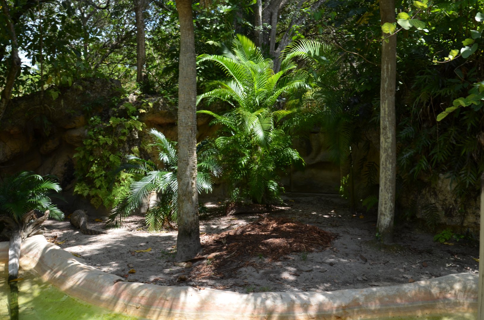 Crocodile (Cuban) Habitat