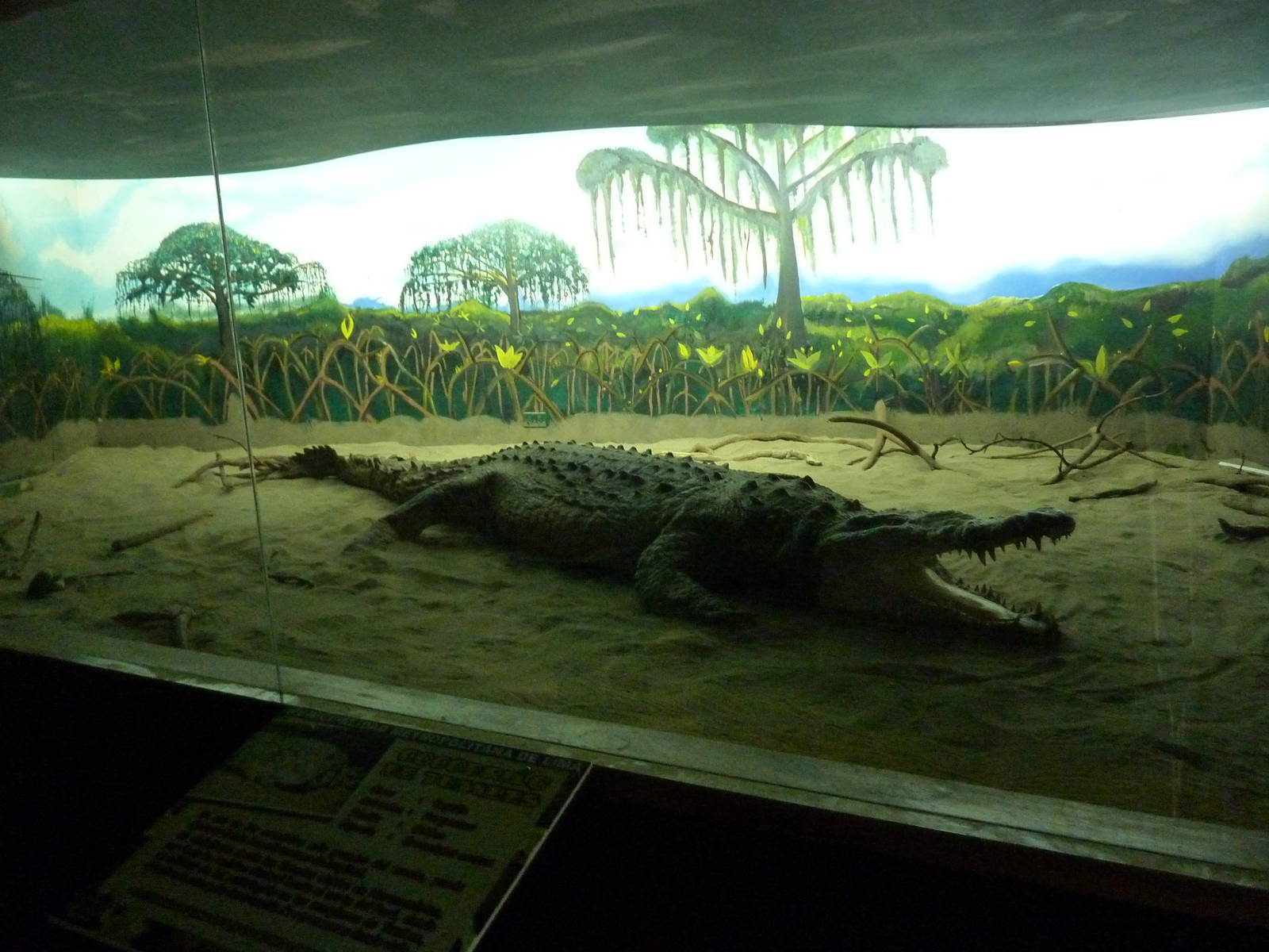 Crocodile diorama